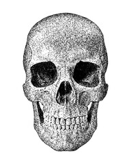 Illustration of a human skull in vintage stipple engraving style isolated on transparent background