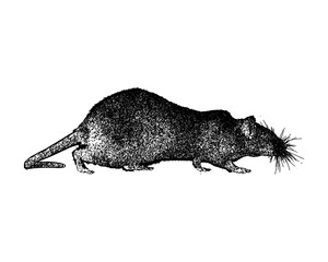 Illustration of a rat in vintage stipple engraving style isolated on transparent background