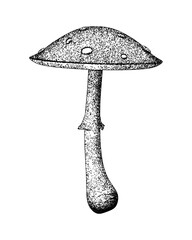 Generic mushroom illustration in vintage stipple engraving style isolated on transparent background