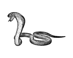 Cobra snake illustration in vintage stipple engraving style isolated on transparent background