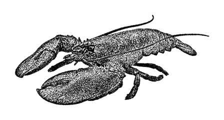 Lobster illustration in vintage stipple engraving style isolated on transparent background