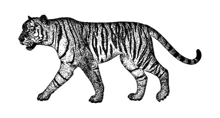 Illustration of a tiger in vintage stipple engraving style isolated on transparent background