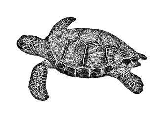 Fototapeta premium Illustration of a sea turtle in vintage stipple engraving style isolated on transparent background