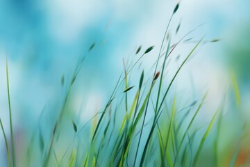 Green Grass Blowing Gently In Soft Light
