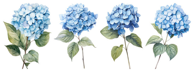 PNG Elegant watercolor blue hydrangeas, element set on transparent background
