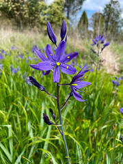 Camassia Blossom Field 01