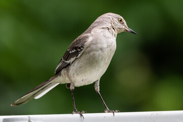 Northern mockingbird perched on a sign, its head cocked to the side.