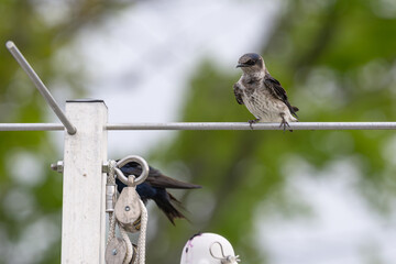 Purple martin perched on a wire.