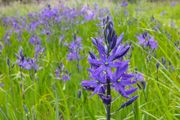 Camassia Blossom 03