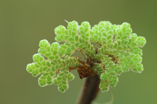 Close-up of a Green Azolla cristata Plant
