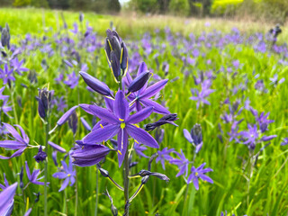 Purple Camas Field 01
