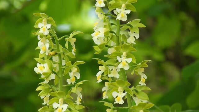 [4K] Calanthe Orchid Cultivar: Close-up Video Footage of the Rare Vivid Green Flowers of Calanthe discolor (Ebine) 【4K】エビネ（海老根）の園芸品種：鮮やかな緑色の花を咲かせる希少なラン科 Calanthe のクローズアップ動画素材 撮影日：20250517-2