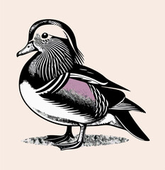 Mandarin Duck Illustration: Black and White Bird Drawing