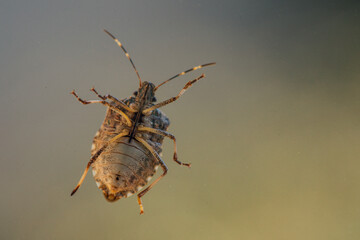 underside of brown marmorated stink bug