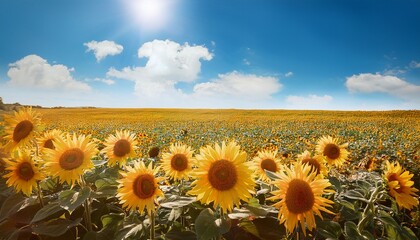 Obraz premium bright sunflower blooming in a sunny field with blue sky
