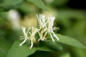 Delicate White Honeysuckle Flowers in Nature