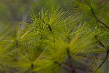 Close-Up of Vibrant Green Pine Needles