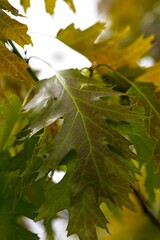 Close-Up of Vibrant Oak Leaves