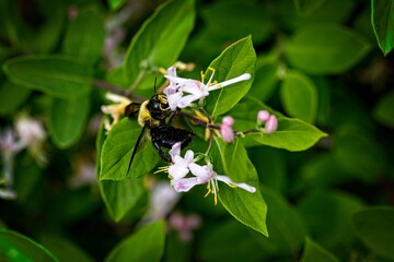 Bee Pollinating Pink and White Flowers