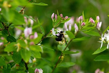 Bumblebee Pollinating Pink and White Flowers
