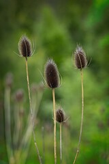 Close-Up of Spiky Thistle Plants in Nature