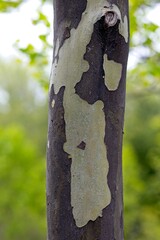 Close-Up of Unique Tree Bark Patterns
