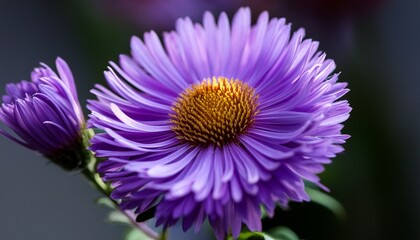 Obraz premium closeup of lilac aster perennial