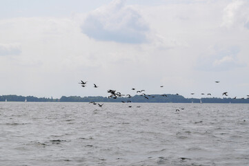 a flock of black birds in a group flies over the lake
