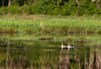 Two greylag goose swimming lush green wetland at midday
