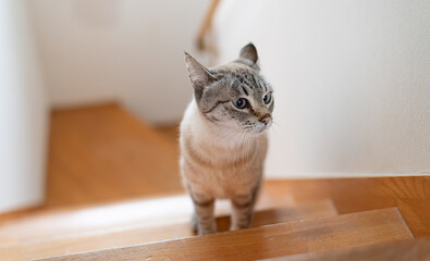 階段を上る可愛い猫　シャムトラ猫	