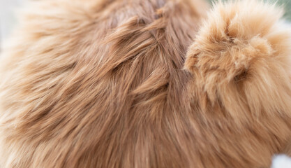 Obraz premium 可愛い猫の毛並みをマクロレンズで撮影 