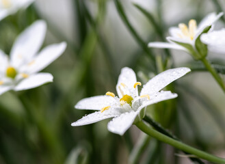 雨に濡れた小さなs白い花	