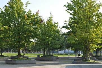 city public park in the middle of the city three trees