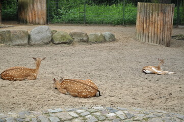 deer with horns resting on the ground in the zoo