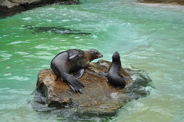 Fototapeta premium little seal seal in the water wet animal