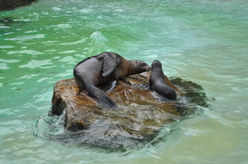 Obraz premium little seal seal in the water wet animal