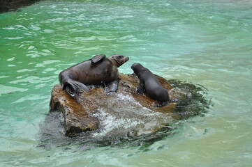 little seal seal in the water wet animal