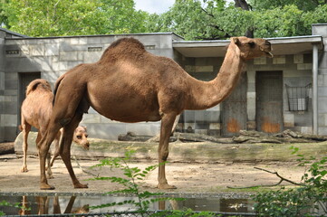 African one-humped camels dromadery at the zoo next to the watering hole they will drink