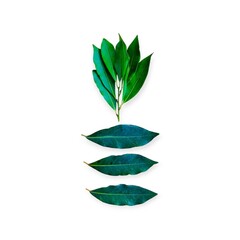 green leaf isolated on white background 