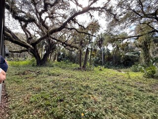 old oak trees in woods