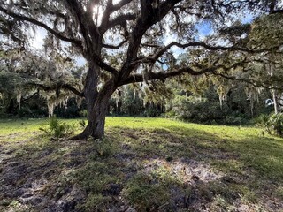 oak trees in the park