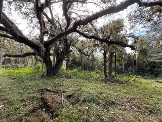 old oak tree