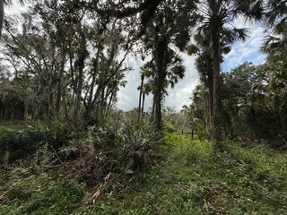 trees in the florida forest