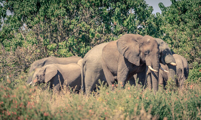 Herd of African elephants