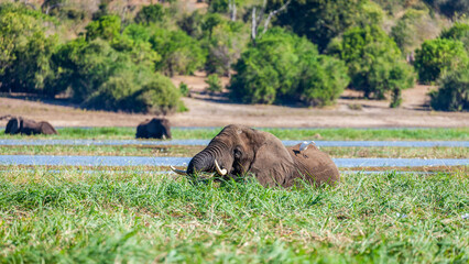 Elephant in the river