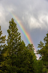 Rainbow and Pine Tree