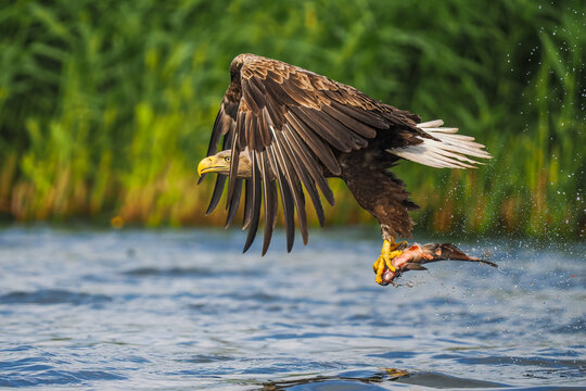 White-tailed eagle grabs fish from water in mid-flight with splashing, vibrant action in natural wetland setting
