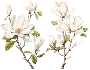 Obraz premium PNG Elegant magnolia floral illustration, element set on transparent background