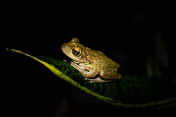 frog on a leaf