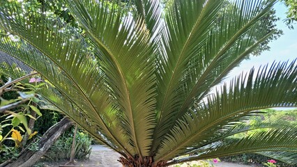 Macro View of Sago Palm Leaves with Radiating Green Leaflets, Ideal for Backgrounds, Nature Prints,...